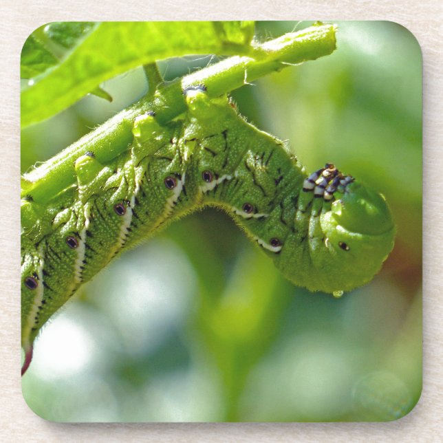 Porta-copo Tomato Hornworm (Frente)