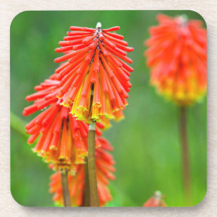 Porta-copo Tóquio Lírio (Kniphofia Uvaria), Cabo Ocidental