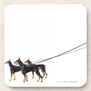 Porta-copo Três Dobermans na trela