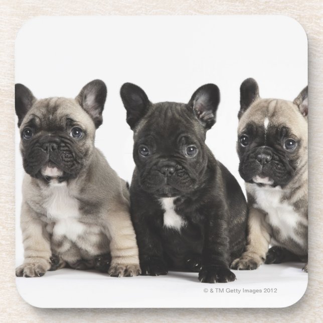 Porta-copo Três filhotes de cachorro da pedigree (Frente)