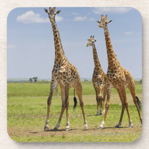 Porta-copo três girafas do Masai, camelopardalis do Giraffa