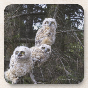 Porta-copo Três grandes pintinhos da coruja Horned (bubão