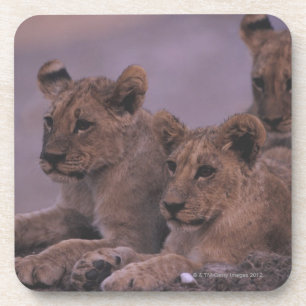 Porta-copo Três leão Cubs