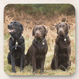 Porta-copo Três retrievers de Labrador pretos