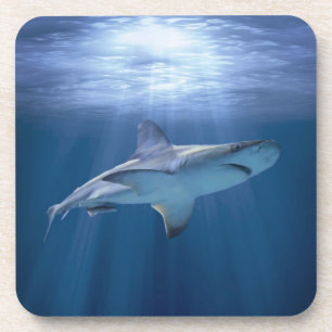 Porta-copo Tubarão Cruzador