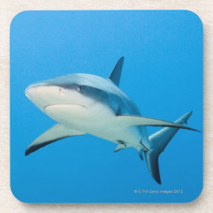 Porta-copo Tubarão das caraíbas do recife (perezi do