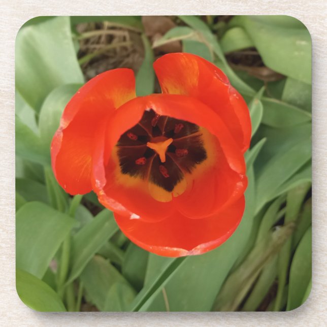 Porta-copo Tulipa Coster Vermelha (Frente)