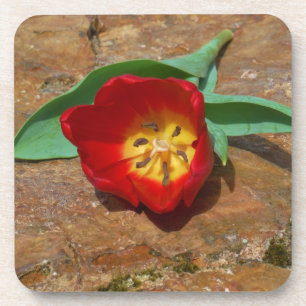 Porta-copo Tulipa Vermelha primavera