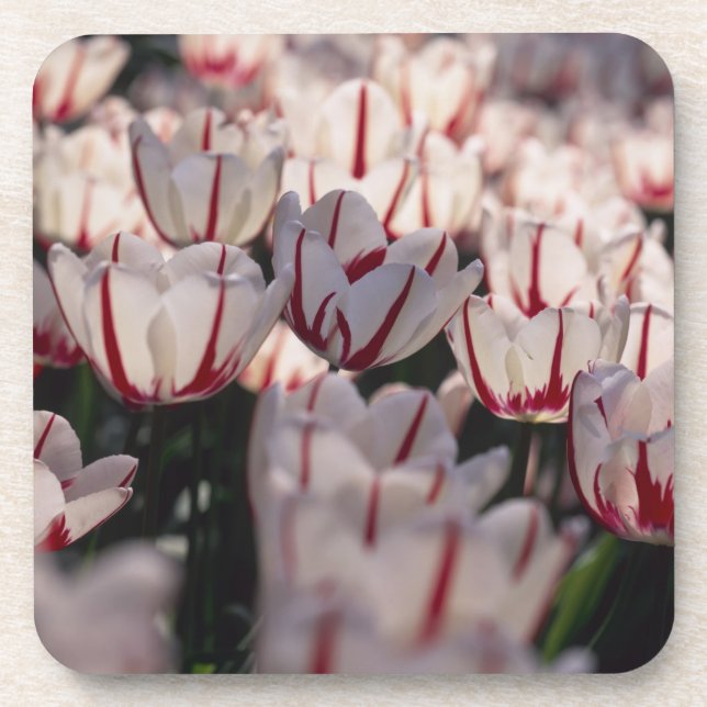 Porta-copo Tulipas (Frente)