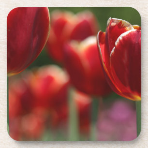 Porta-copo Tulipas