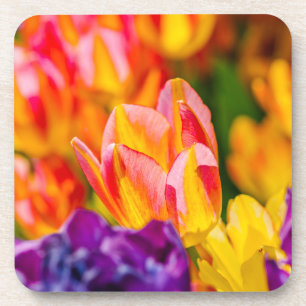 Porta-copo Tulipas Encantando