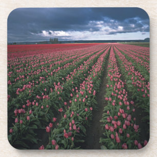 Porta-copo Tulipas rosa brilhante e vermelho brilham sob o es