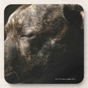 Porta-copo Um cão do pitbull do sono