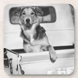 Porta-copo Um cão em um carro