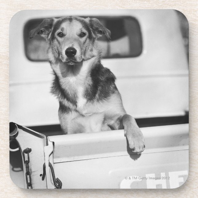 Porta-copo Um cão em um carro (Frente)