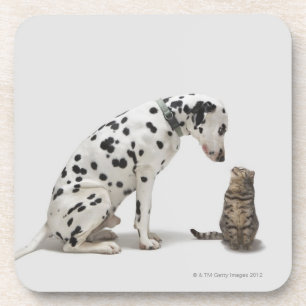 Porta-copo Um cão que olha um gato