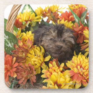 Porta-copo Um filhote de cachorro de Yorkie-Poo em uma cesta