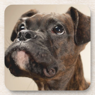 Porta-copo Um filhote de cachorro rajado do pugilista que