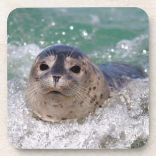 Porta-copo Um filhote de foca surfando