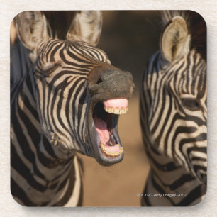 Porta-copo Um fim-acima de uma zebra que mostra seus dentes,