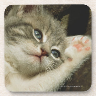 Porta-copo Um gatinho, com grandes olhos azuis, coloca nele