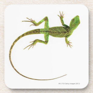 Porta-copo Um lagarto na terra branca pura