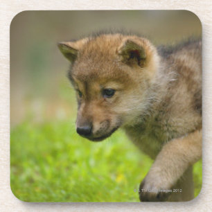 Porta-copo Um lobo do bebê
