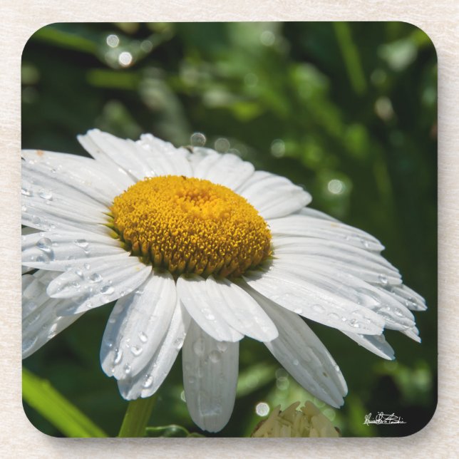 Porta-copo um margueritte, faz verde (Frente)