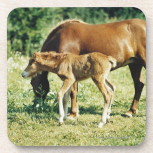 Porta-copo Um potro e um cavalo em um pasto