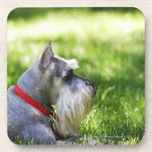 Porta-copo Um Schnauzer que coloca na grama