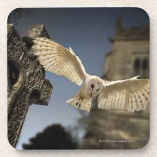Porta-copo Uma coruja de celeiro (Tyto alba) em um cemitério