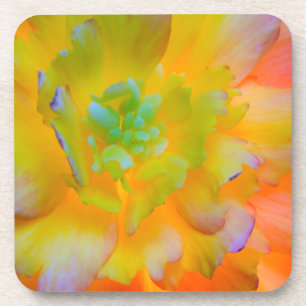 Porta-copo Uma flor de begônia radiante e iluminada por trás