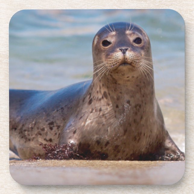 Porta-copo Uma foca em uma praia ao longo da Costa do Pacífic (Frente)