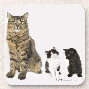 Porta-copo Uma mãe com seus quatro gatinhos todo o assento