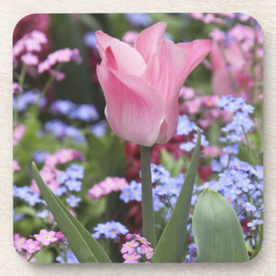 Porta-copo Uma tulipa no Luxembourg Gardens, Paris, França