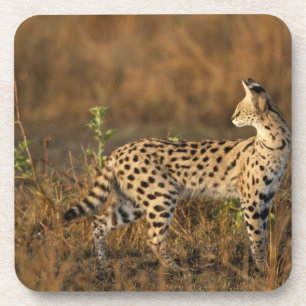 Porta-copo Upper Mara, Reserva de Caça Masai Mara, Quênia,