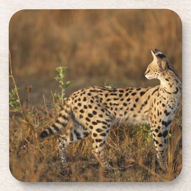 Porta-copo Upper Mara, Reserva de Caça Masai Mara, Quênia, (Frente)