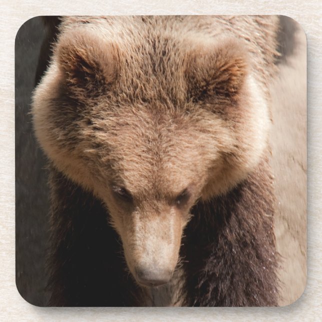 Porta-copo Urso castanho (Frente)