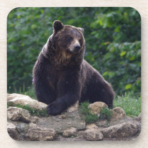 Porta-copo Urso de Brown