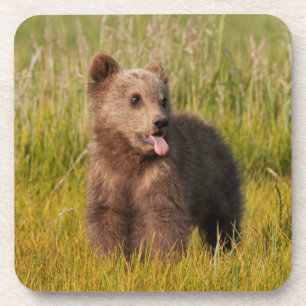 Porta-copo Urso engraçado do bebê das imagens de Getty
