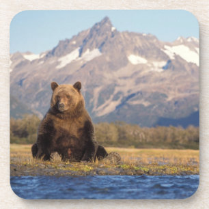 Porta-copo urso pardo, Ursus arctos, urso cinzento, Ursus