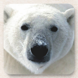 Porta-copo Urso Polar