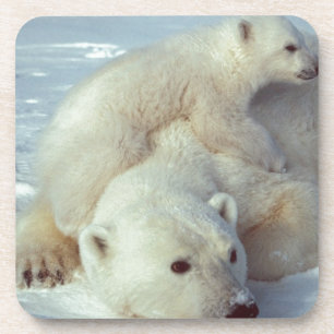 Porta-copo Urso Polar