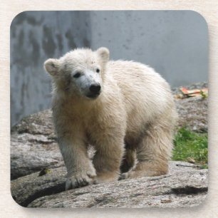Porta-copo Urso Polar 010