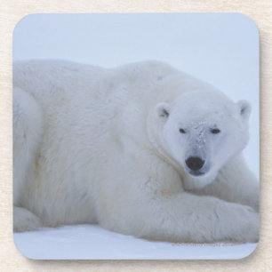 Porta-copo Urso polar que descansa na neve