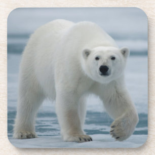 Porta-copo Urso Polar, Ursus Maritimus, Adulto
