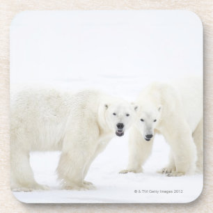 Porta-copo Ursos polares que estão na neve após ter jogado 