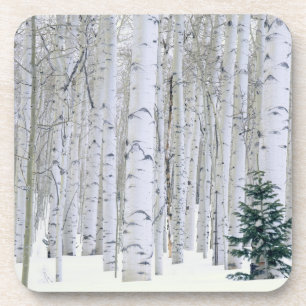 Porta-copo UTAH. EUA. Álamo tremedor (Populus tremuloides) &