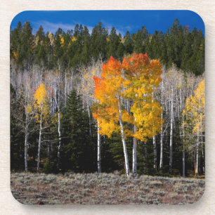 Porta-copo Utah, EUA. Árvores Aspen (Populus Tremuloides) 2