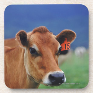 Porta-copo vaca 2